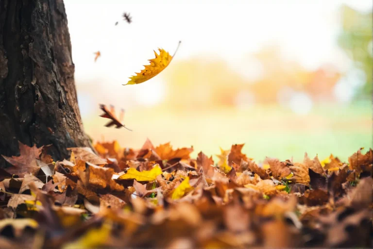 Falling leaves
